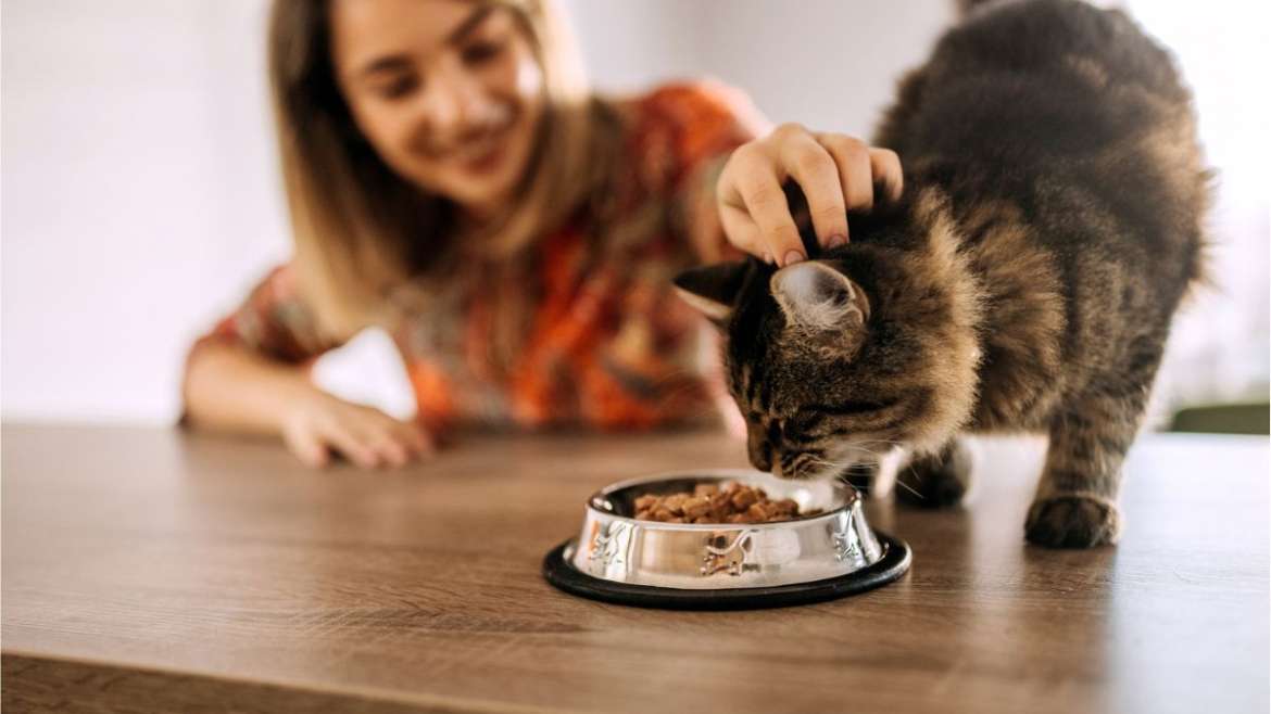 How to Choose the Right Cat Food for Your Pet’s Age and Health Needs