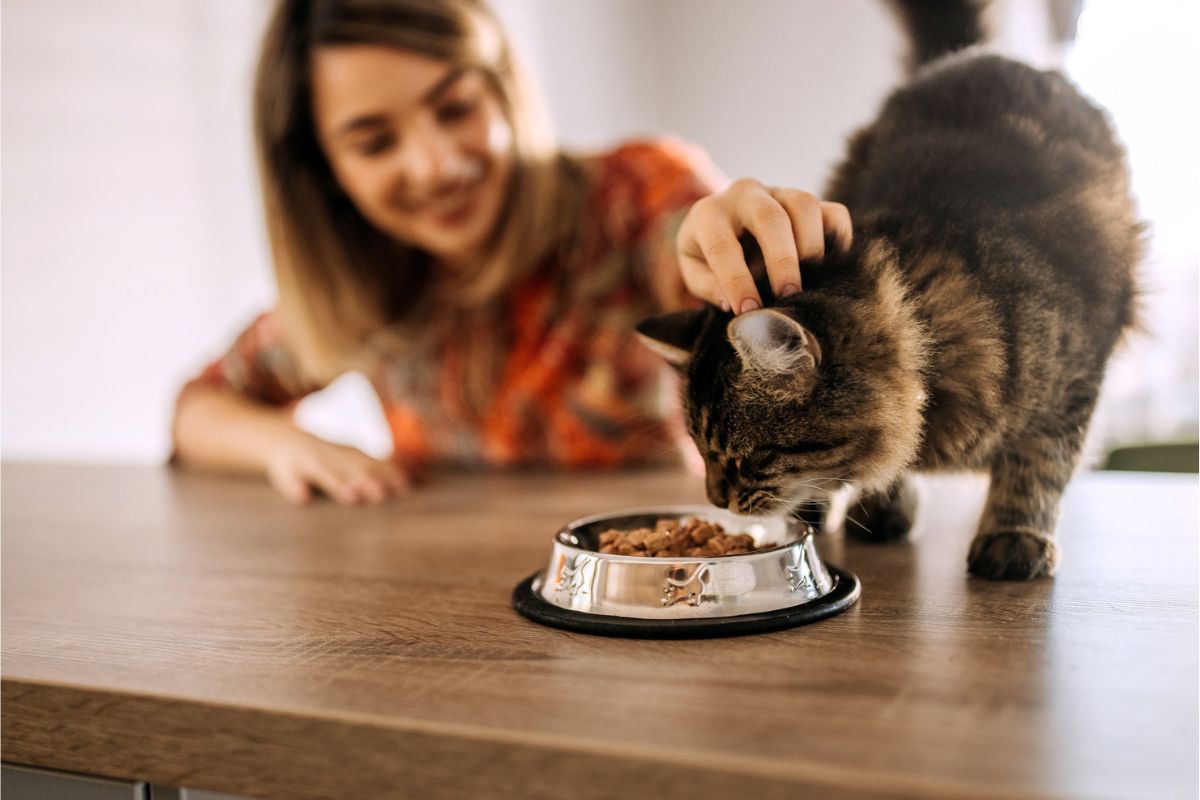 How to Choose the Right Cat Food for Your Pet’s Age and Health Needs