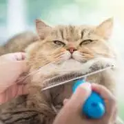 Top Grooming Tips for Long-Haired Cats