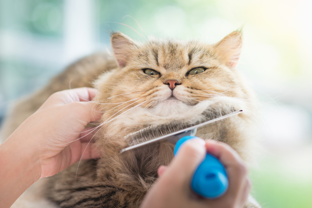 Top Grooming Tips for Long-Haired Cats