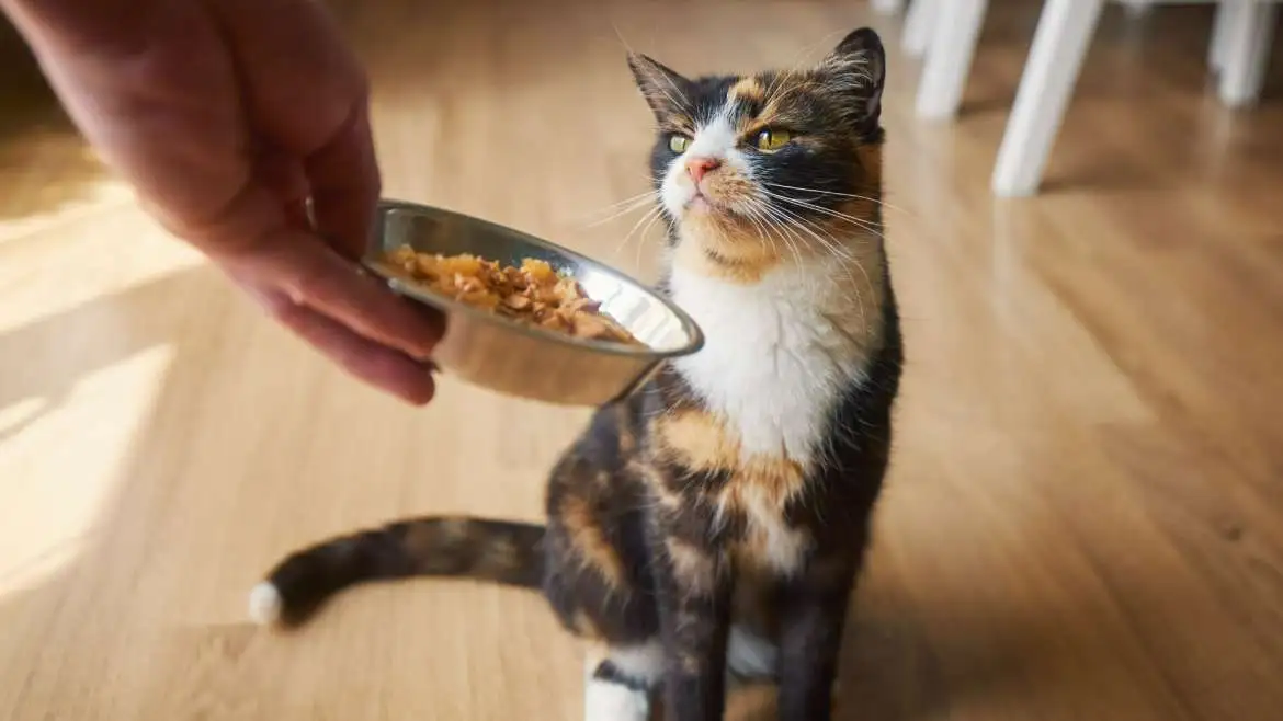 Best Cat Food in 2025: Top Picks for a Healthy and Happy Pet