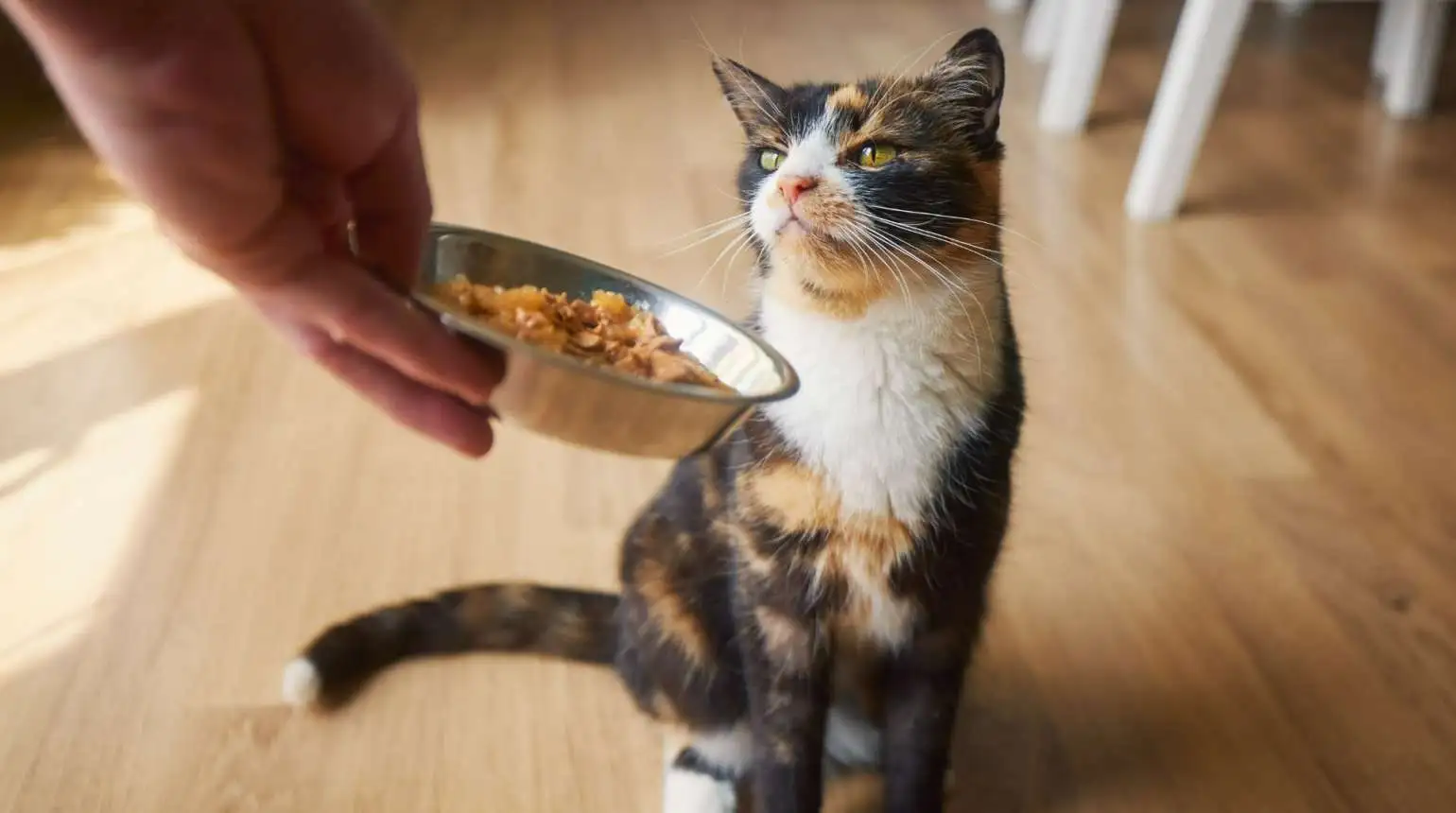 Best Cat Food in 2025: Top Picks for a Healthy and Happy Pet