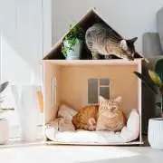 Affordable Cat Furniture Ideas Without Compromising Quality