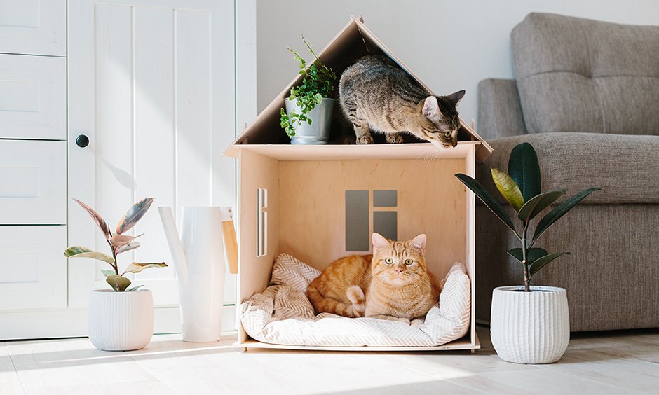 Affordable Cat Furniture Ideas Without Compromising Quality