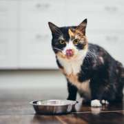 10 Affordable and Nutritious Cat Food Options Every Pet Owner Should Know