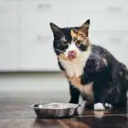 10 Affordable and Nutritious Cat Food Options Every Pet Owner Should Know