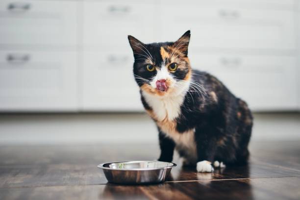 10 Affordable and Nutritious Cat Food Options Every Pet Owner Should Know