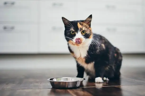 10 Affordable and Nutritious Cat Food Options Every Pet Owner Should Know