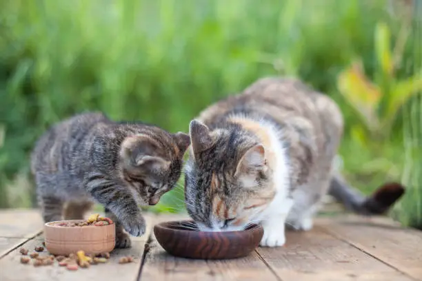 Top Signs Your Cat Needs a Diet Change and How to Do It Safely