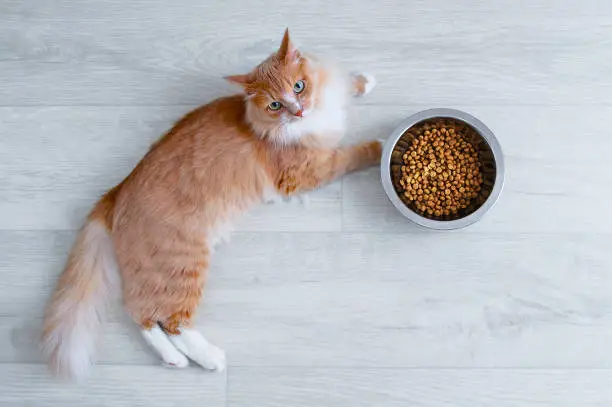 Homemade Cat Food: Pros, Cons, and Safe Recipes You Can Try