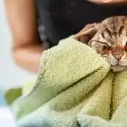 Bathing Your Cat Without Stress: Safe and Effective Techniques