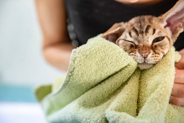 Bathing Your Cat Without Stress: Safe and Effective Techniques