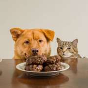 Wet vs Dry Cat Food: Which One Is Better for Your Cat?