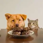 Wet vs Dry Cat Food: Which One Is Better for Your Cat?