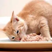 How Much Should You Feed Your Cat? A Complete 2025 Feeding Guide