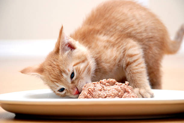 How Much Should You Feed Your Cat? A Complete 2025 Feeding Guide