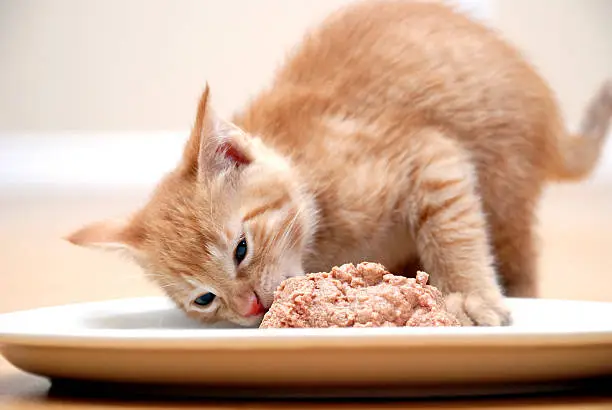 How Much Should You Feed Your Cat? A Complete 2025 Feeding Guide