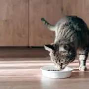 Common Cat Food Ingredients Explained: What’s Safe and What to Avoid