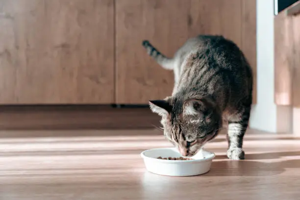 Common Cat Food Ingredients Explained: What’s Safe and What to Avoid