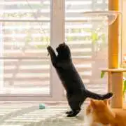 How to Choose the Perfect Cat Furniture for Your Home?