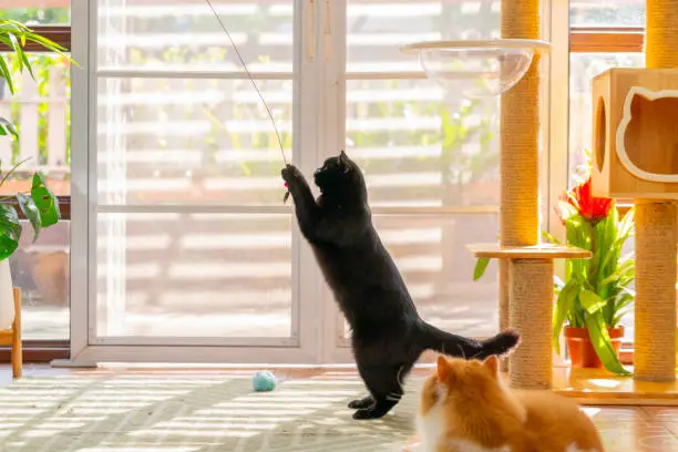 How to Choose the Perfect Cat Furniture for Your Home?