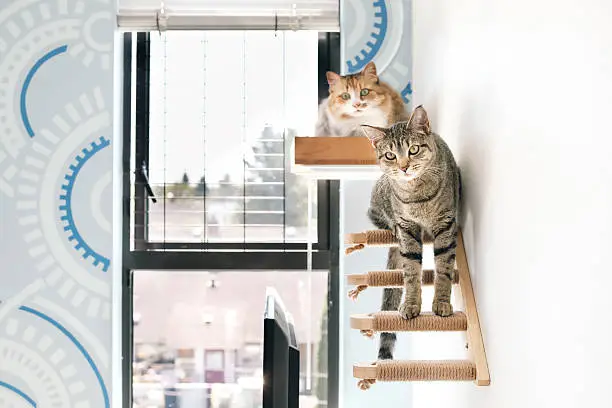 Top Cat Trees and Scratching Posts That Your Cat Will Love