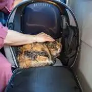 Choosing Cat Furniture for Older Cats: Comfort and Accessibility Tips