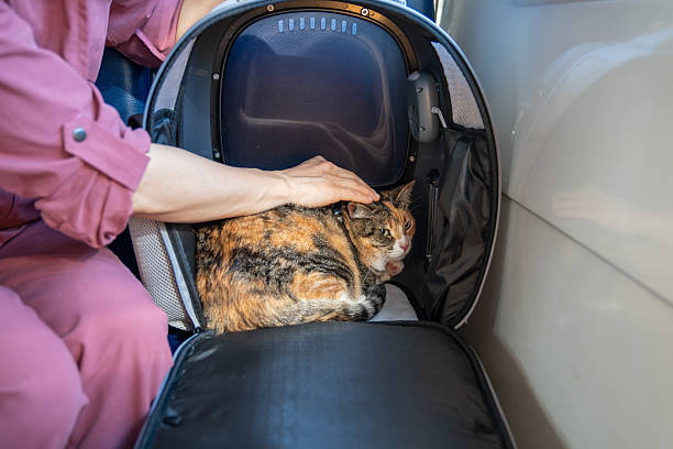 Choosing Cat Furniture for Older Cats: Comfort and Accessibility Tips