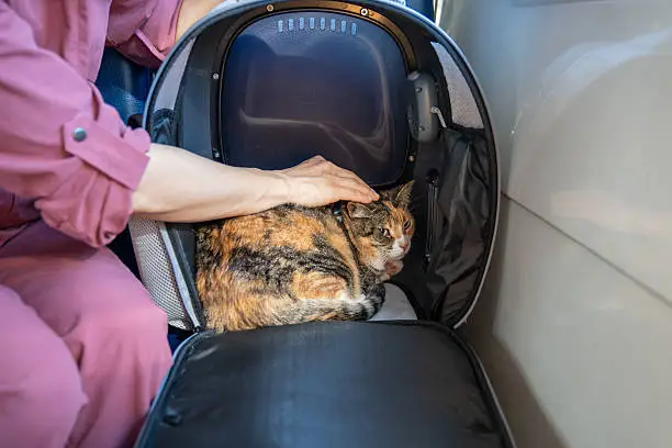 Choosing Cat Furniture for Older Cats: Comfort and Accessibility Tips