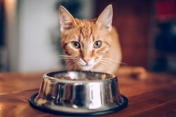 How to Pick the Best Cat Food for Sensitive Stomach and Allergies?